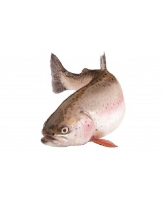 TRUITE ROSE SAUMONÉE PORTION COLIS DE 3KG