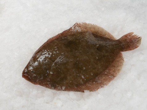 Turbot