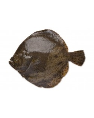 TURBOT VIDÉ LA PIÈCE 2,5KG