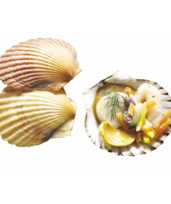 Mini coquille Saint Jacques vide ⌀ 5 cm - par 50