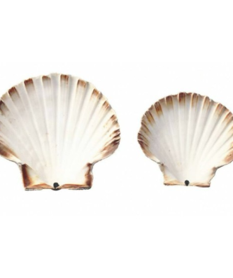 Coquille Saint Jacques vide naturelle 12 cm - par 250