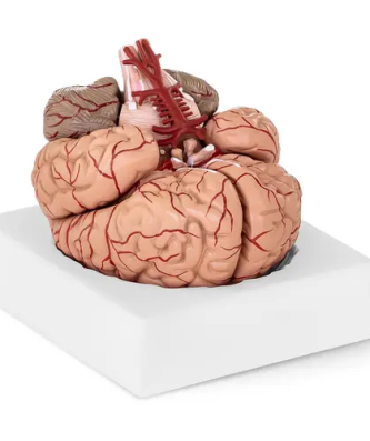 Maquette anatomique cerveau humain - 9 segments - grandeur nature