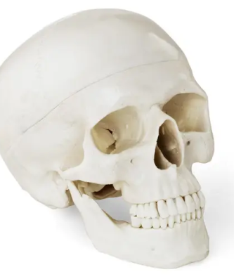 Maquette anatomique du crâne humain - blanche