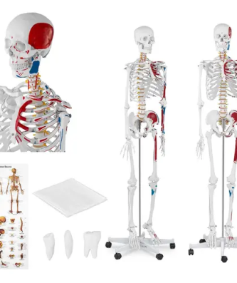 Maquette du squelette humain - grandeur nature - colo