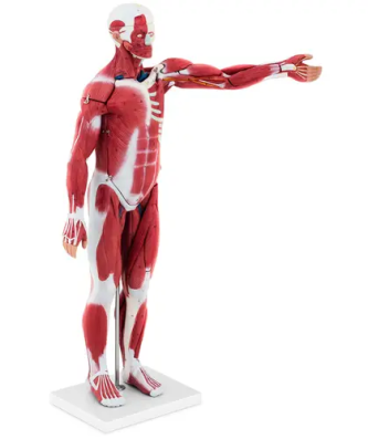 Maquette anatomique musculature humaine - Unisexe - En 27 parties - Hauteur 76 cm