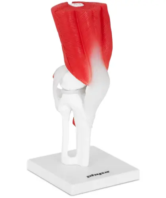 Maquette anatomique du genou humain - Grandeur nature