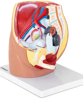 Maquette anatomique bassin et appareil génital féminin - En 3 parties - Grandeur nature