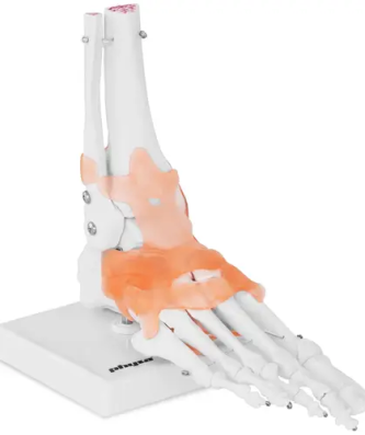 Maquette anatomique pied humain - avec ligaments et articulations