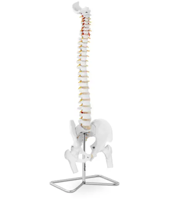 Maquette anatomique pelvis humain avec colonne vertébrale