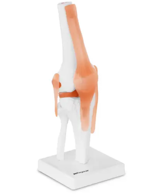 Maquette anatomique du genou humain