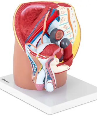 Maquette anatomique bassin et appareil génital masculin - En 4 parties - Grandeur nature