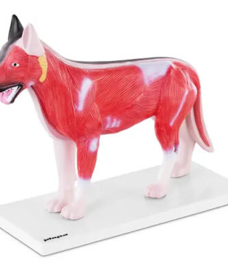 Maquette anatomique du chien - Organes internes