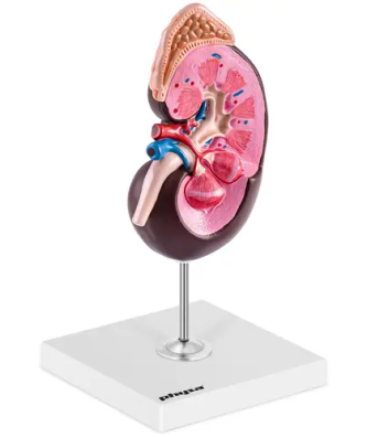 Maquette anatomique du rein humain - Agrandissement par un facteur de 1,5