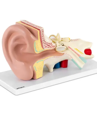 Maquette anatomique de l’oreille humaine - En 4 parties amovibles - 3 fois la taille réelle