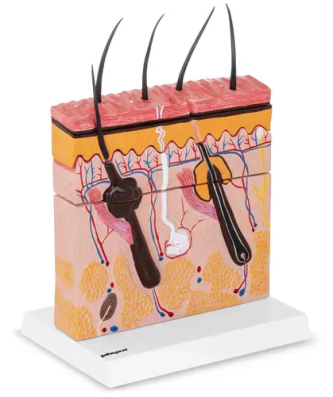 Maquette anatomique de la peau humaine