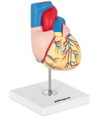 Maquette anatomique du cœur humain - En 2 parties - Grandeur nature