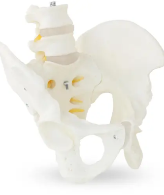 Maquette anatomique du bassin humain avec vertèbres lombaires - homme