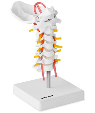 Maquette anatomique vertèbres du cou - grandeur natu