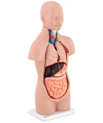Maquette anatomique du torse humain asexué - En 12 parties - Hauteur 48 cm