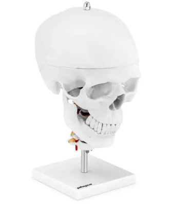 Maquette anatomique du crâne humain - Avec 7 vertèbres cervicales et cerveau - Grandeur nature