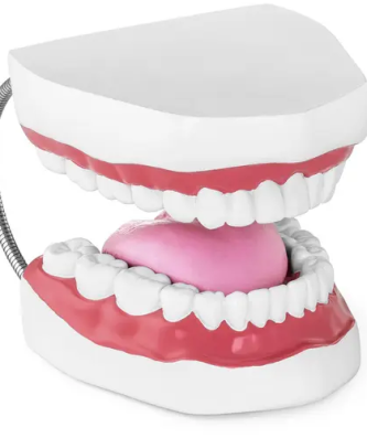 Maquette anatomique de la dentition humaine - Bouche