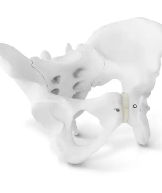 Maquette anatomique du bassin humain - femme