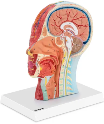 Maquette anatomique de la tête et du cou - Coupe médiane - Grandeur nature
