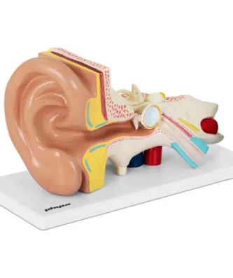 Maquette anatomique de l’oreille humaine - En 4 parties - 2 fois la taille réelle