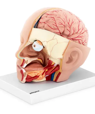 Maquette anatomique de la tête et du cerveau humain - En 4 parties amovibles - Grandeur nature