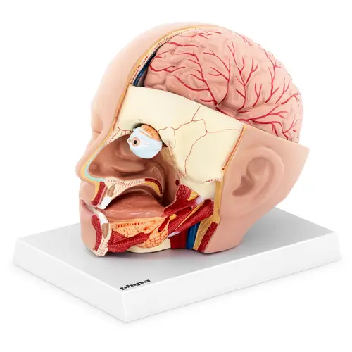Maquette anatomique de la tĂȘte et du cerveau humain - En 4 parties amovibles - Grandeur nature