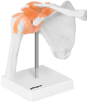 Maquette anatomique de l’épaule humaine - grandeur nature